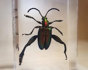 Jeweled Frog Beetle in Resin Specimens in Lucite