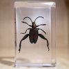 Jeweled Frog Beetle in Resin Specimens in Lucite