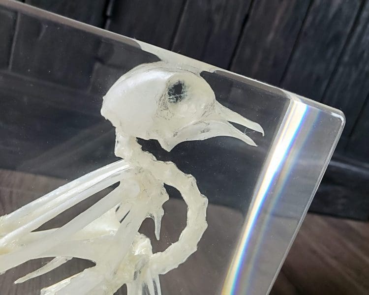Real Bird Skeleton In Resin, Pigeon Skeleton, Lucite Specimens