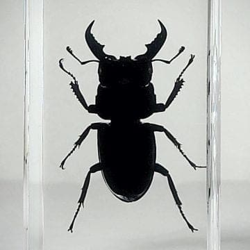 Large Stag Beetle In Resin, Lucite Specimens