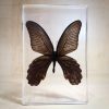 Preserved Butterfly in Resin, Lucite Specimens