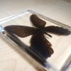 Preserved Butterfly in Resin, Lucite Specimens
