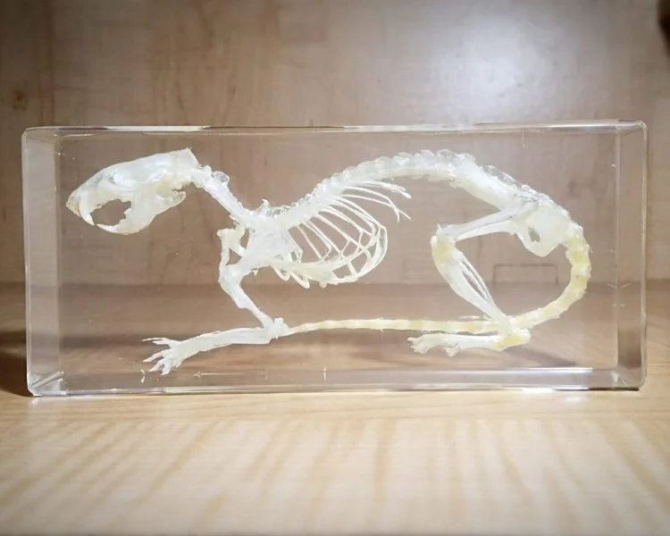 Real Rat Skeleton in Resin, Real Animal Skeletons, Rat Skull