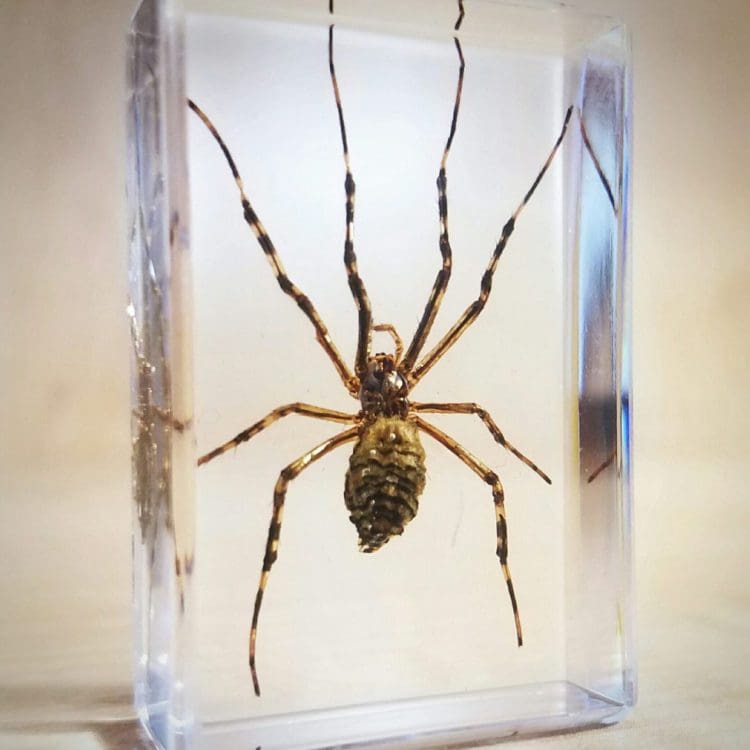 Preserved Spider in Resin Specimens in Lucite