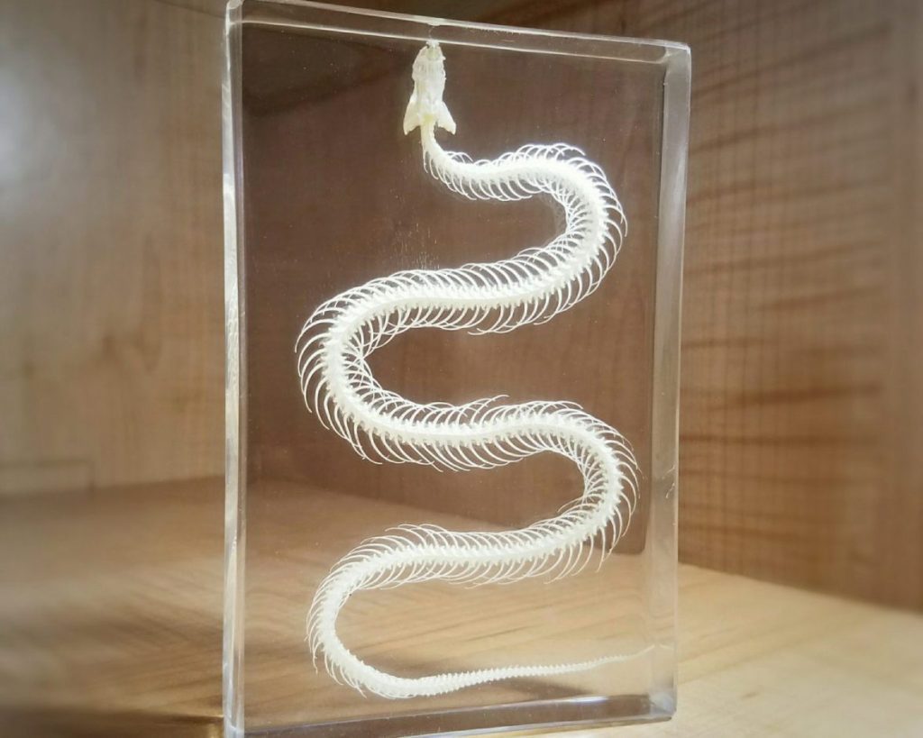 snake-skeleton-in-resin-real-animal-skeletons-snake-skull-oddities