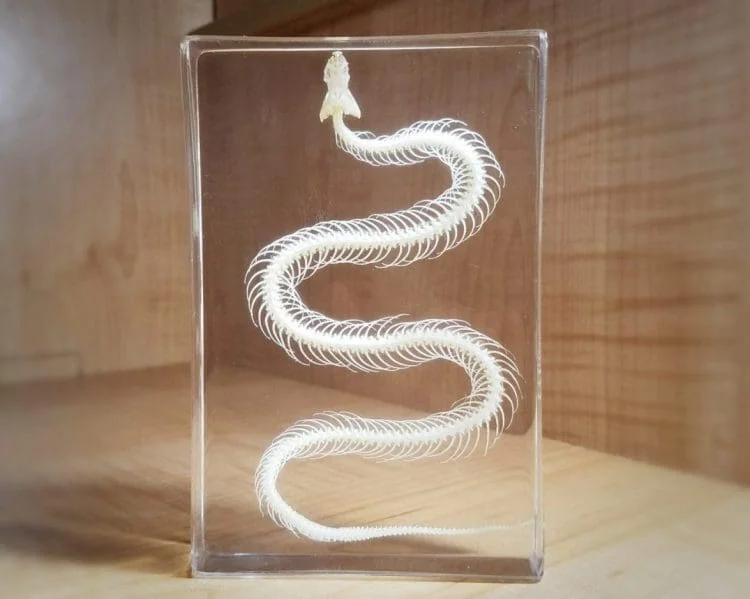 Snake Skeleton in Resin, Specimens in Lucite, Real Animal Skeletons, Oddities and Curiosities