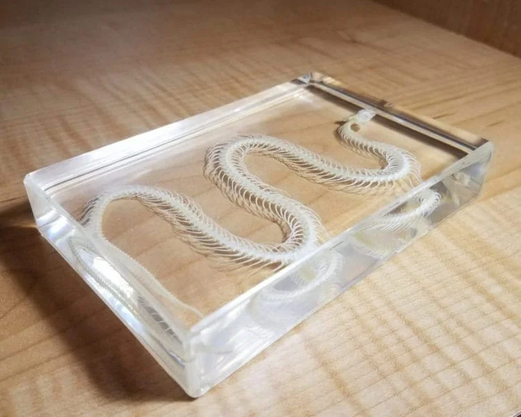 Snake Skeleton in Resin, Specimens in Lucite, Real Animal Skeletons, Oddities and Curiosities