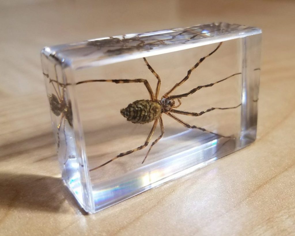Real Spider in Resin, Lucite Specimens, Insects In Resin, Oddities