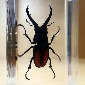 Stag Beetle in Resin Specimens
