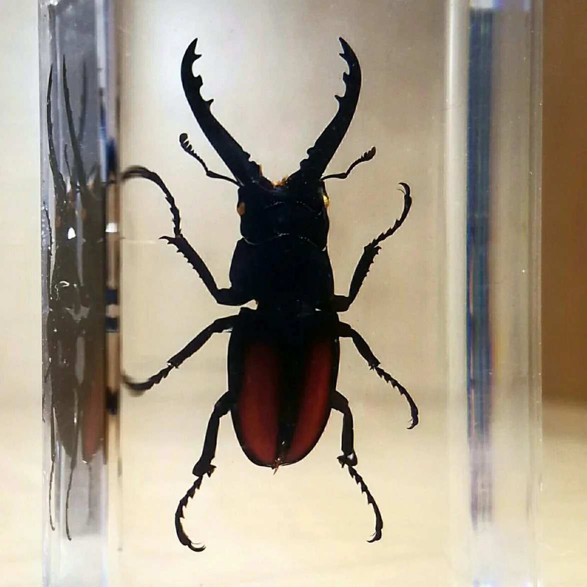 giant tailed stag beetle