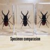 Stag Beetle in Resin Specimens, Insects in Resin For Sale