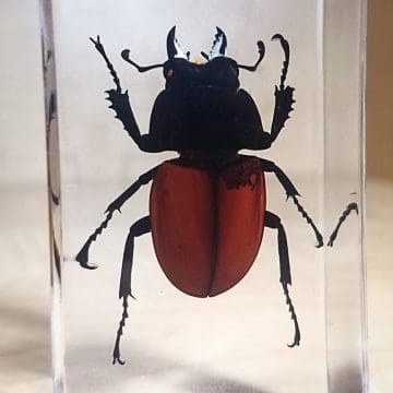 Specimens in Resin, Insect in Lucite, Bugs in Resin