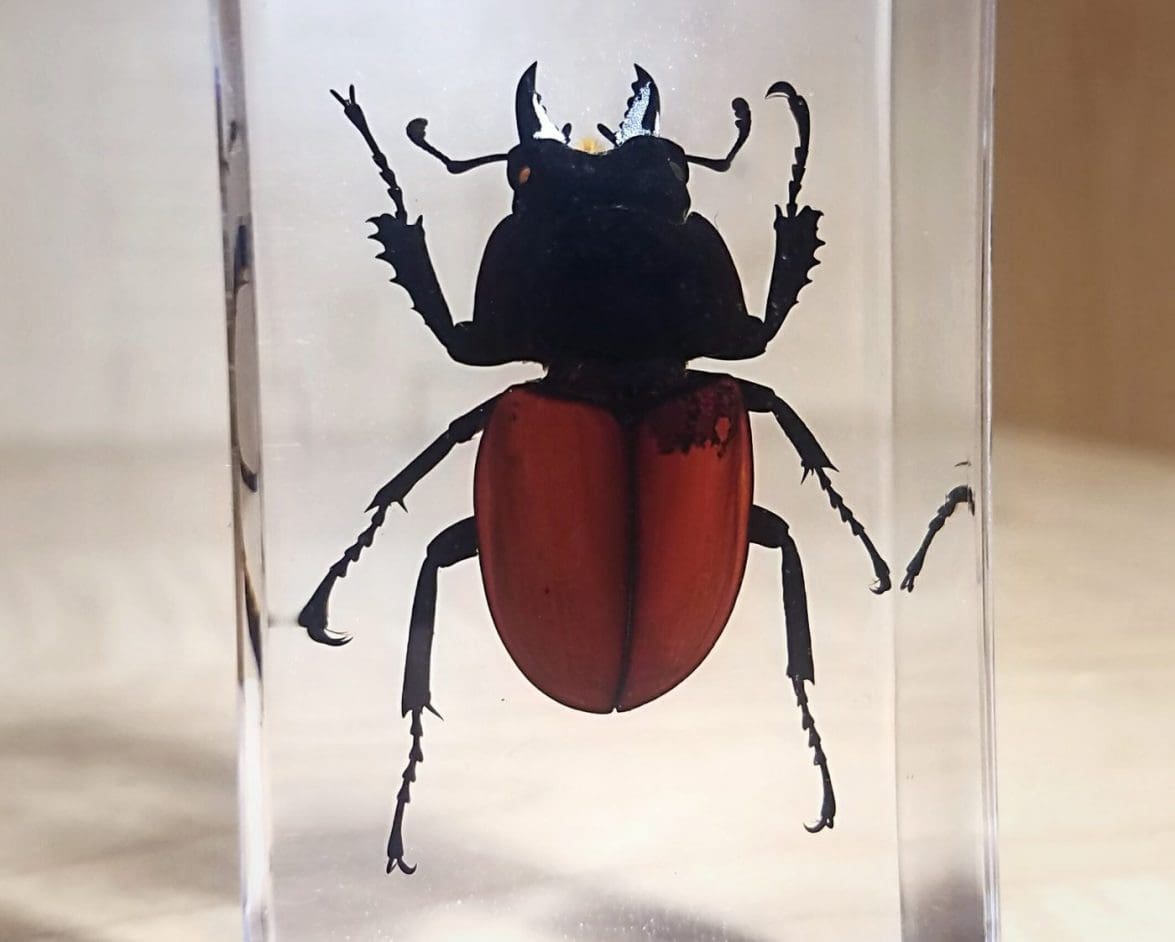 COLLECTION BUGS RHINO RHINOCEROS BEETLE INSECT IN RESIN 
