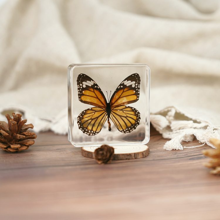 Tiger Butterfly In Resin, Tiger Butterfly Specimen, Preserved Butterfly