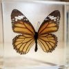 Preserved Butterfly in Resin, Lucite Specimens, Tiger Butterfly