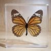 Preserved Butterfly in Resin, Lucite Specimens, Tiger Butterfly