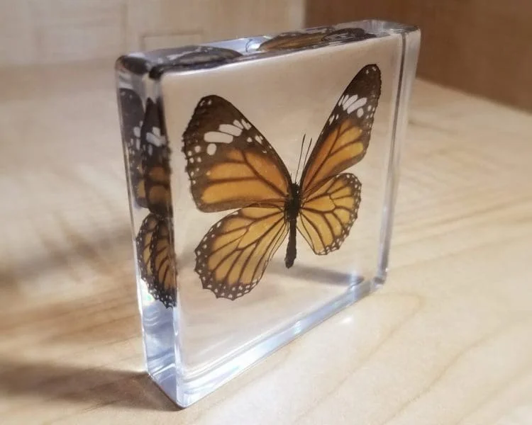 Butterfly 3 Piece Set, Real Butterfly Display, Insects in Resin,  Swallowtail, Tiger, Blue Bottle - Oddities For Sale has unique