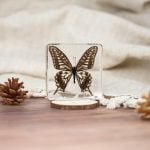 Asian Swallowtail, Butterfly in resin, Butterfly Specimens