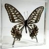 Real Butterflies In Resin, Framed Butterflies, Insects in Lucite