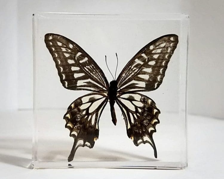 Asain Swallowtail, Real Butterflies In Resin, Framed Butterflies, Insects in Lucite