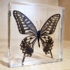 Asain Swallowtail, Real Butterflies In Resin, Framed Butterflies, Insects in Lucite