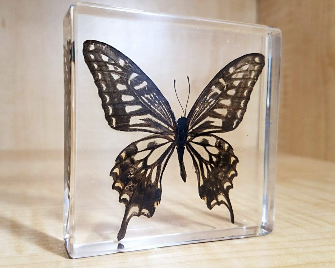 Real Chinese Yellow Swallowtail Butterfly Paperweight Insect Specimen Taxidermy 
