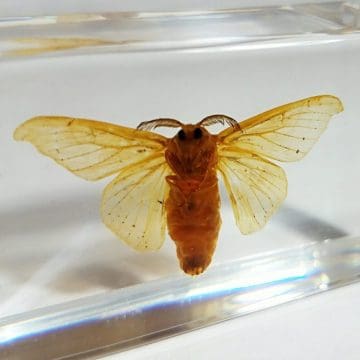 Silkworm Moth in Resin, Oddities, Curiosities, Insects in Resin, Lucite