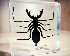 Insects In Resin, Whip Scorpion In Resin, Oddities, Curiosities