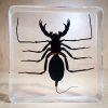 Insects In Resin, Whip Scorpion In Resin, Oddities, Curiosities