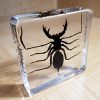 Insects In Resin, Whip Scorpion In Resin, Oddities, Curiosities, Creepy Stuff