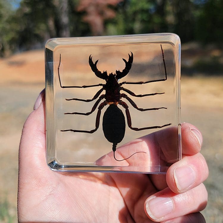 Whip Scorpion, Creepy Bugs For Sale, Bugs in Resin