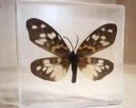 Moth in resin, Insects in resin, lucite specimens, moth
