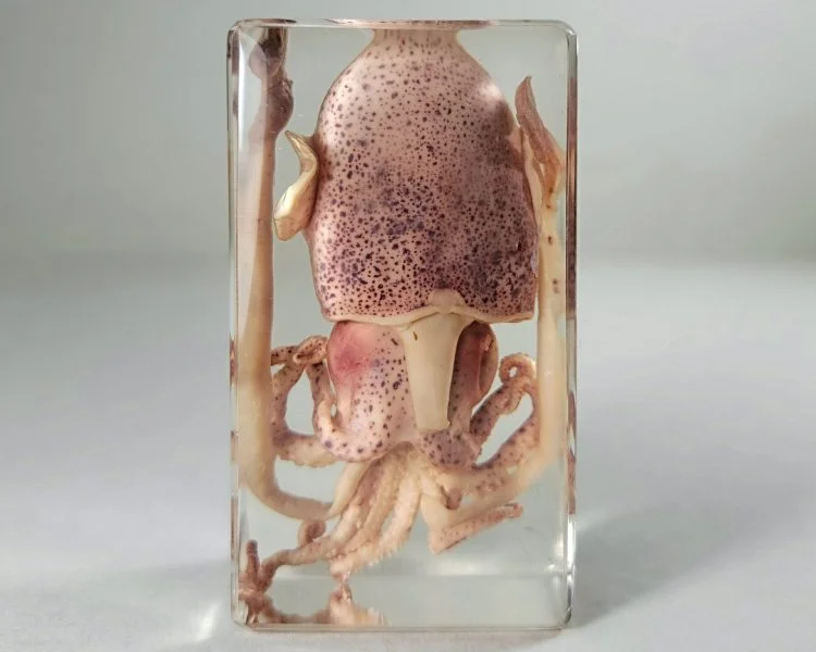 Real Cuttlefish In Resin, Squid Specimen