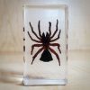 Large Spider in Resin, Hourglass Spider, Insects in resin