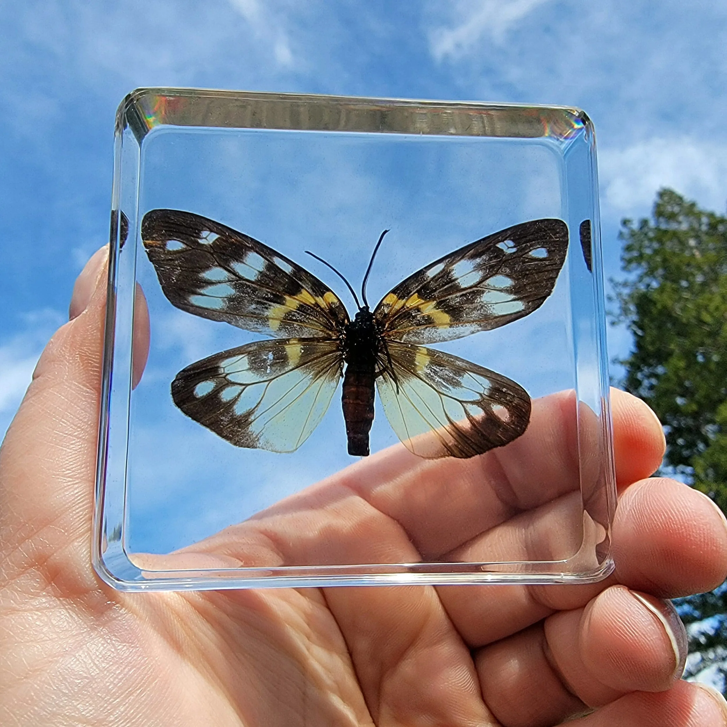 Slide 5 for Burnet Moth in Resin, Erasmia Pulchella Moth