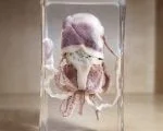 Octopus in resin, Octopus specimen Lucite