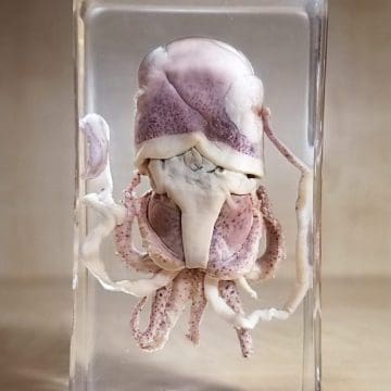 Octopus in resin, Octopus specimen Lucite