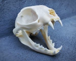 Real Cat Skull For Sale, Animal Skulls, Occult Items
