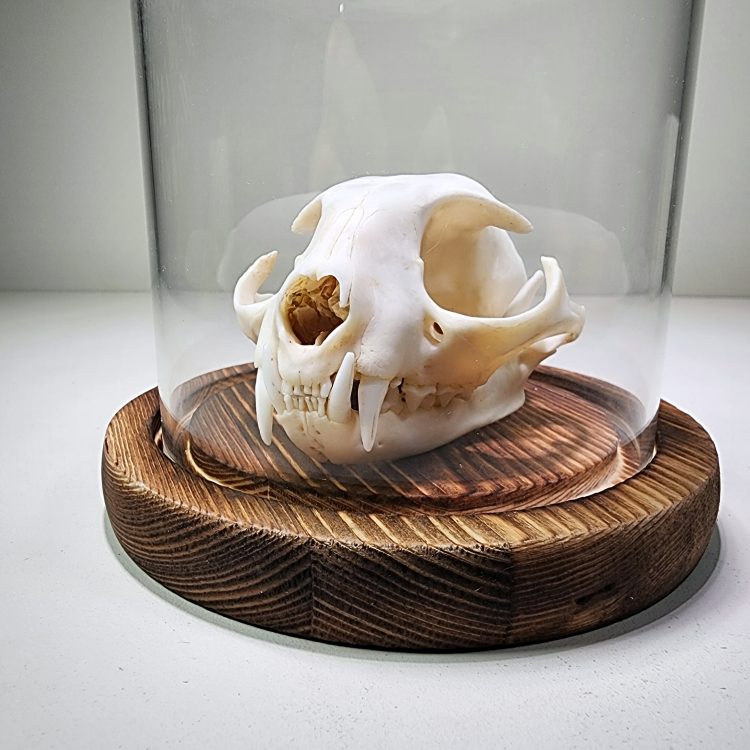 Real Cat Skull For Sale, Glass Cloche, Glass Display Domes, Curio Display, Oddities Decor