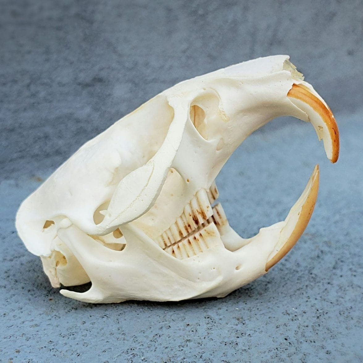 Real Muskrat Skull 