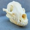Raccoon Dog Skull For Sale, Real Animal Skulls For Sasle