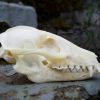 Real Raccoon Dog Skull For Sale, Animal Skulls Bones