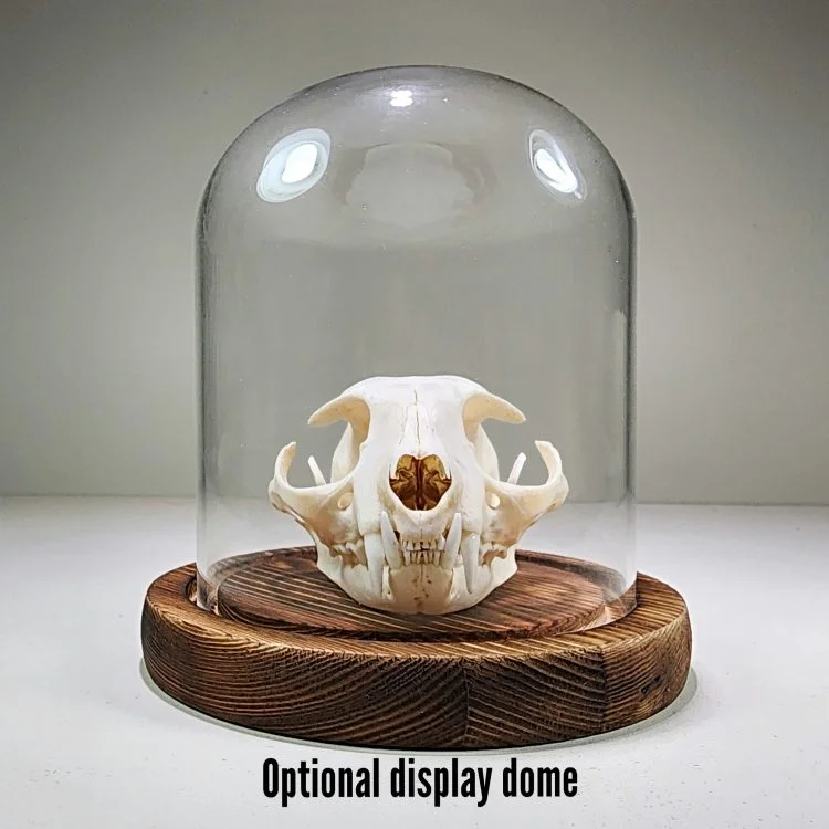 Real Cat Skull For Sale, Animal Skulls, Cat Skull Display Dome, Cloche, Oddities Decor