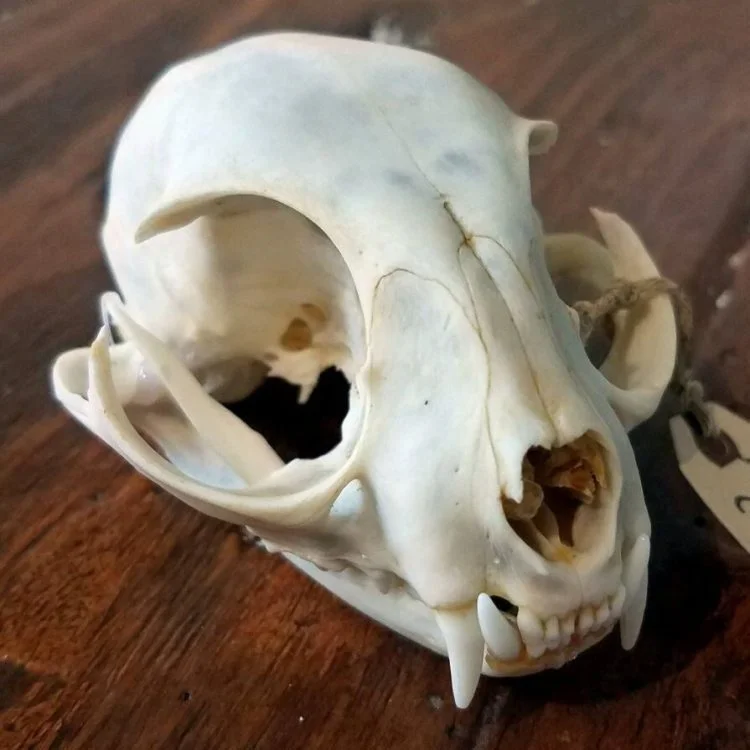 Real Cat Skull For Sale, Animal Skulls, Occult Items