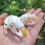 Real Animal Skull, Gopher Skull, Curio, Oddities and Curiosities