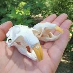 Real Animal Skull, Gopher Skull, Curio, Oddities and Curiosities