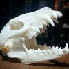 Raccoon Dog Skull For Sale, Real Animal Skulls For Sasle