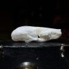 Townsends Mole Skull, Real Animal Skull, Oddities Curiosities
