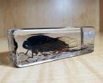 cicada in resin, Insects in Lucite