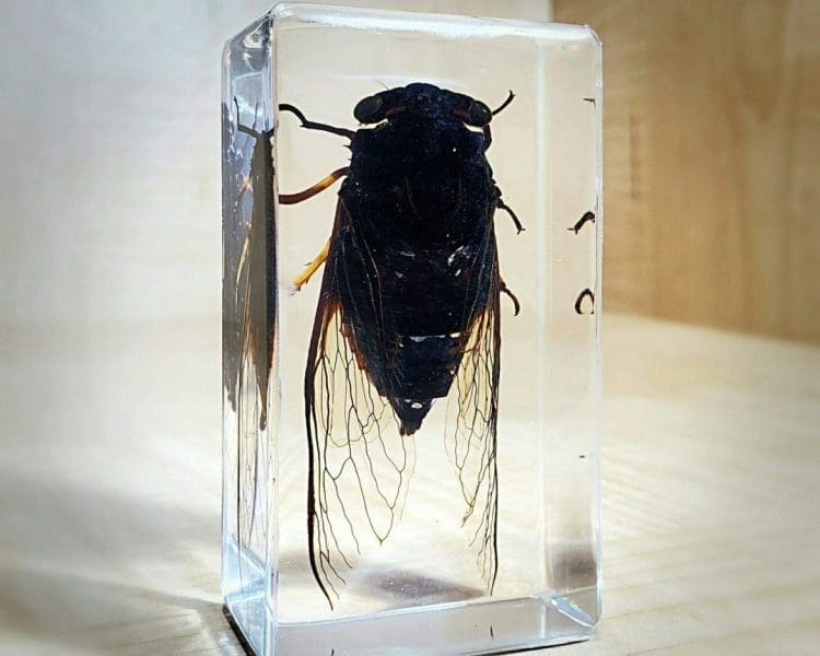 cicada in resin, Insects in Lucite